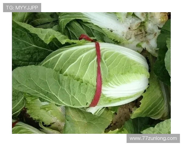 2025年白菜市场价格与行情分析及趋势预测